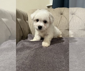 Bichon Frise Puppy for sale in ELDERWOOD, CA, USA