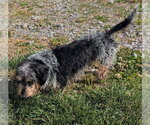Small #11 Dachshund