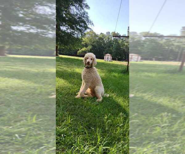 Medium Photo #1 Goldendoodle Puppy For Sale in MILLEN, GA, USA