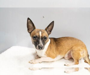 Cosmic Crisp #5055 - Male Rat Terrier-Unknown Mix Dog for Adoption - Photo #4