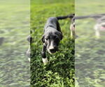 Small #1 Borador