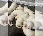 Small Photo #2 Great Pyrenees Puppy For Sale in ROSENBERG, TX, USA