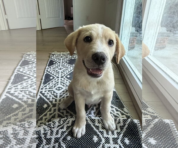 Medium Photo #4 Labrador Retriever-Unknown Mix Puppy For Sale in Royal Palm Beach, FL, USA