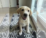 Small #3 Labrador Retriever Mix