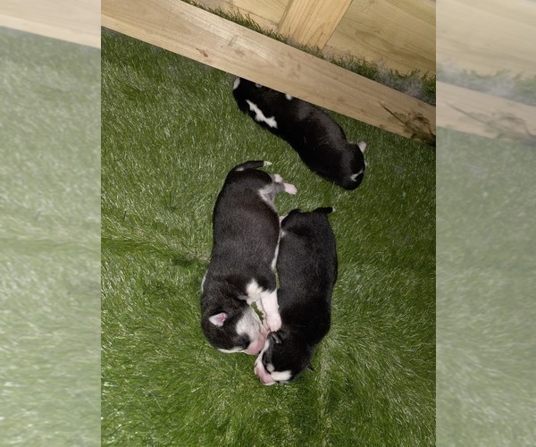 Medium Photo #70 Siberian Husky Puppy For Sale in ALTON, IL, USA