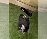 Small Photo #70 Siberian Husky Puppy For Sale in ALTON, IL, USA