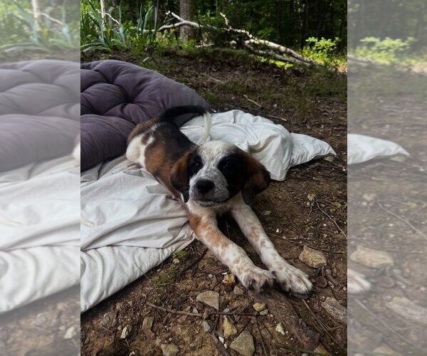 Medium Photo #2 Beagle-Border Collie Mix Puppy For Sale in Aurora, IN, USA