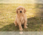 Small Photo #4 Golden Retriever Puppy For Sale in WOLCOTTVILLE, IN, USA