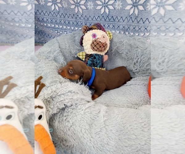 Medium Photo #3 Dachshund Puppy For Sale in COFFEYVILLE, KS, USA