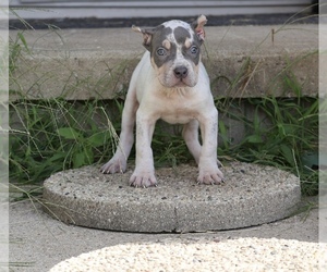 American Bully Puppy for sale in CHAMPAIGN, IL, USA