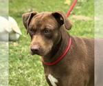 Small #4 Labrador Retriever Mix