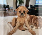 Small #1 Brussels Griffon