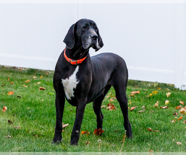 Medium Photo #1 Great Dane Puppy For Sale in WAKARUSA, IN, USA