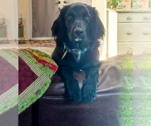 Collie-Unknown Mix Dogs for adoption in San Diego, CA, USA