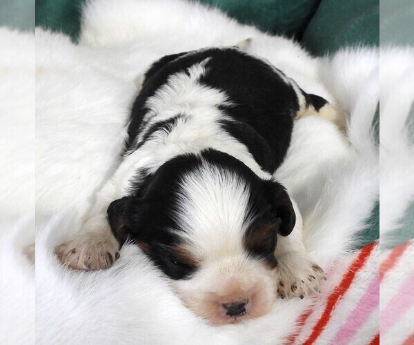 Medium Photo #6 Cavalier King Charles Spaniel Puppy For Sale in CARLISLE, KY, USA