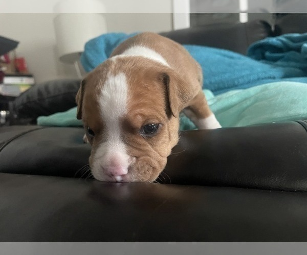 Medium Photo #141 American Bully Puppy For Sale in REESEVILLE, WI, USA