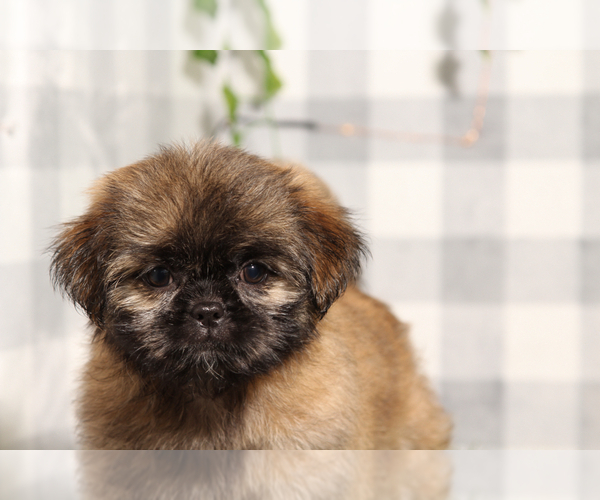 Medium Photo #3 Shih Tzu Puppy For Sale in MARIETTA, GA, USA