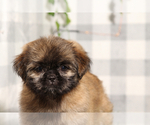 Small #2 Shih Tzu