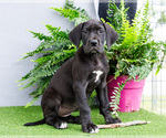 Puppy Krista Great Dane