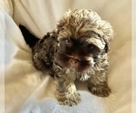 Small Photo #4 Havanese Puppy For Sale in ATHENS, GA, USA