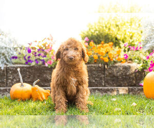 Goldendoodle Puppy for Sale in NAPPANEE, Indiana USA