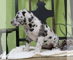 Small Photo #3 Great Dane Puppy For Sale in LITITZ, PA, USA