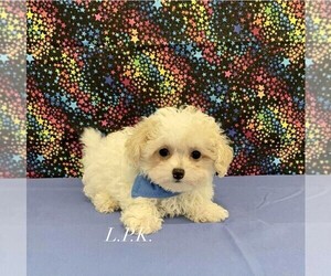 Maltipoo Puppy for sale in WINNSBORO, LA, USA