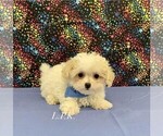 Small Maltipoo