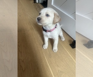 Labrador Retriever Puppy for sale in BRANDON, MS, USA