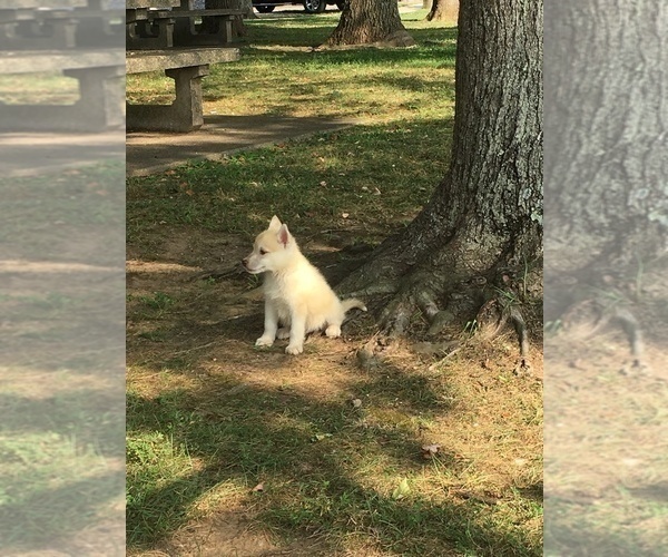 Medium Photo #4 Siberian Husky Puppy For Sale in PALESTINE, WV, USA