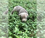 Small Photo #3 Labrador Retriever Puppy For Sale in KATY, TX, USA