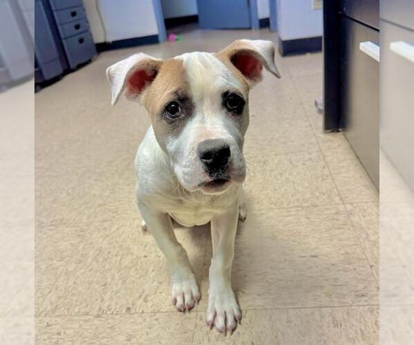 Medium Photo #1 Bulldog-Unknown Mix Puppy For Sale in Olathe, KS, USA