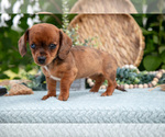 Small #3 Dachshund