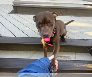 Nallah - Female American Staffordshire Terrier-Labrador Retriever Mix Dog for Adoption - Photo #9