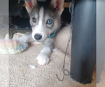 Image preview for Ad Listing. Nickname: Puppy 4