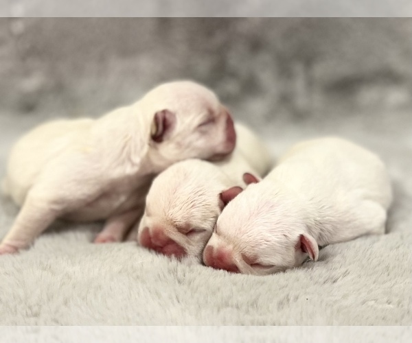 Medium Photo #1 French Bulldog Puppy For Sale in HUDSONVILLE, MI, USA