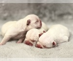 Small Photo #1 French Bulldog Puppy For Sale in HUDSONVILLE, MI, USA