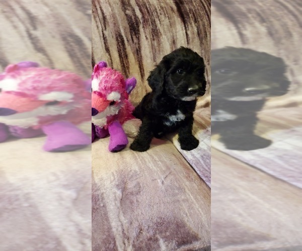 Medium Photo #1 Labradoodle Puppy For Sale in SHERMAN, TX, USA
