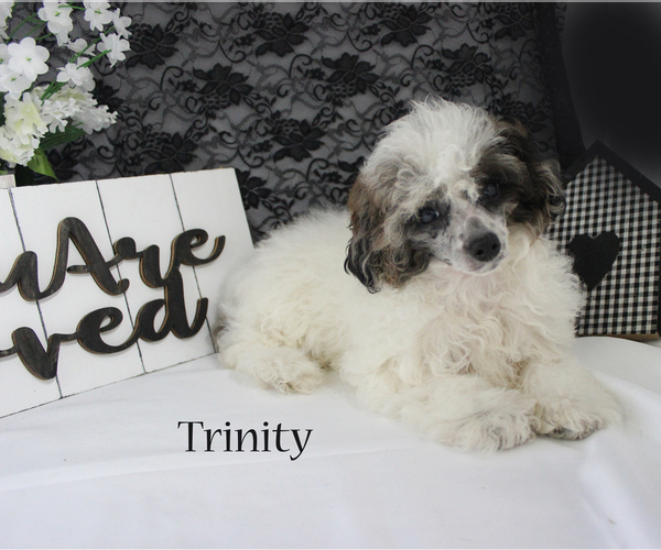 Medium Photo #1 Poodle (Miniature) Puppy For Sale in CHANUTE, KS, USA