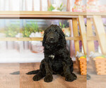 Small Photo #18 Goldendoodle Puppy For Sale in VALENCIA, CA, USA