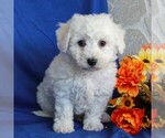Small Photo #2 Bichon Frise Puppy For Sale in GORDONVILLE, PA, USA