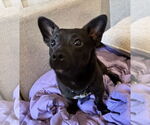 Small #2 Chihuahua Mix