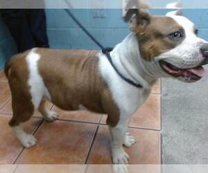 American Pit Bull Terrier-Unknown Mix Dogs for adoption in Downey, CA, USA