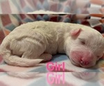 Small Photo #12 Bichon Frise Puppy For Sale in ORLANDO, FL, USA