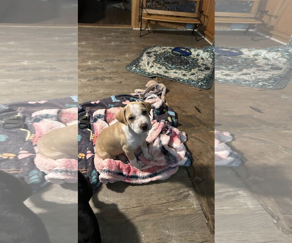 Medium Photo #2 Bulldog-Unknown Mix Puppy For Sale in Ball Ground, GA, USA