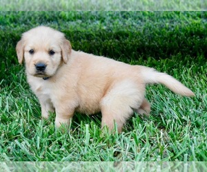 Golden Retriever Puppy for sale in FORDLAND, MO, USA