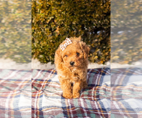 Medium Photo #3 Miniature Labradoodle Puppy For Sale in NAPPANEE, IN, USA