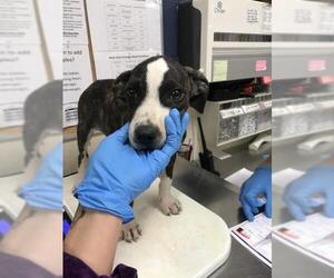 American Pit Bull Terrier Dogs for adoption in Conroe, TX, USA