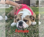Small #2 English Bulldog