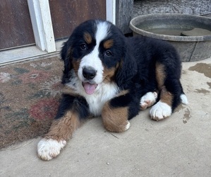 Bernese Mountain Dog Puppy for sale in SECOR, IL, USA